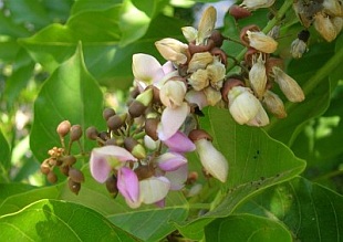 Pongamia pinnata