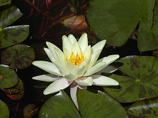 Nymphaea alba - leknín bílý Nymphaea alba - leknín bílý