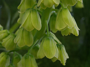 Fritillaria persica - řebčík perský [Rok s cibulovinami - jaro]