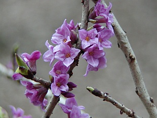 Aromatické rostliny - Daphne mezereum