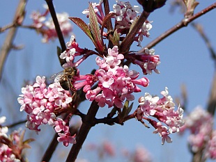 Aromatické rostliny - Viburnum farreri