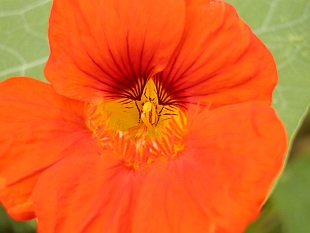 Tropaeolum majus - lichořeřišnice větší