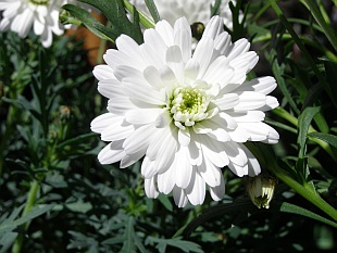 Argyranthemum frutescens - pařížská kopretina