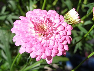 Argyranthemum frutescens - pařížská kopretina