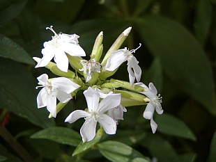 Saponaria officinalis - mydlice lékařská