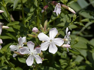 Saponaria officinalis - mydlice lékařská
