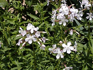 Saponaria officinalis - mydlice lékařská