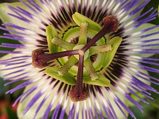 Passiflora - mučenka