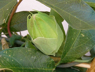 Passiflora - mučenka