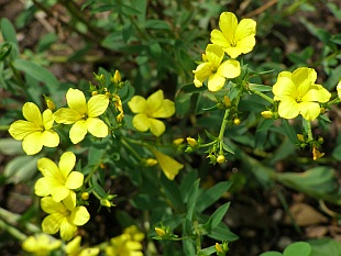 Linum flavum - len žlutý