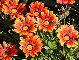 Gazania rigens - gazánie
