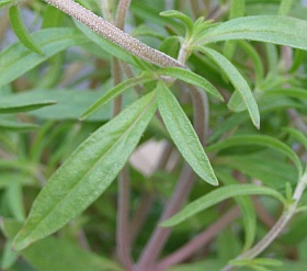Satureja hortensis - saturejka zahradní 
