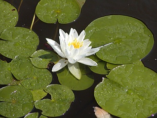 Nymphaea alba - leknín bílý Nymphaea alba - leknín bílý