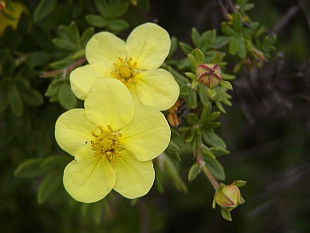 Potentilla fruticosa - mochna křovitá