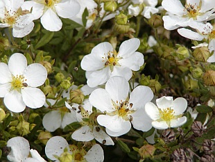 Potentilla fruticosa 'Abbotswood' - mochna křovitá