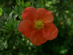 Potentilla fruticosa ‘Red Robin' - mochna křovitá