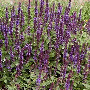 Salvia nemorosa 'Blue Queen' - šalvěj hajní