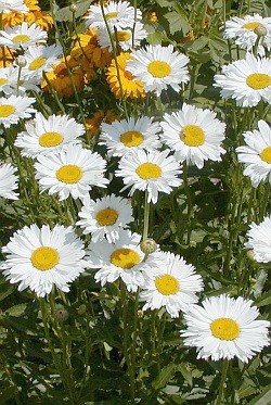 Leucanthemum maximum - kopretina velkokvětá