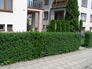 Živý plot Živý plot