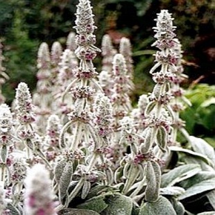 Stachys byzantina - čistec vlnatý