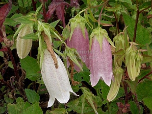 Campanula punctata - zvonek tečkovaný Campanula punctata - zvonek tečkovaný