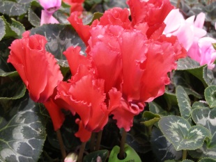 Cyclamen persicum - brambořík perský Cyclamen persicum - brambořík perský
