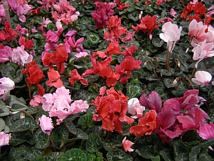 Cyclamen persicum - brambořík perský Cyclamen persicum - brambořík perský
