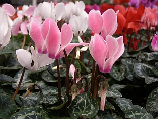 Cyclamen persicum - brambořík perský Cyclamen persicum - brambořík perský