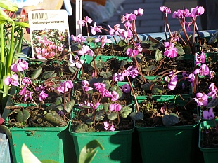 Cyclamen purpurascens - brambořík evropský Cyclamen purpurascens - brambořík evropský
