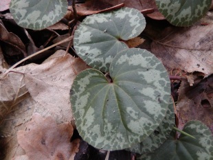Cyclamen purpurascens - brambořík evropský Cyclamen purpurascens - brambořík evropský