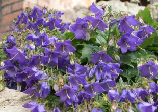 Campanula portenschlagiana - zvonek dalmatský Campanula portenschlagiana - zvonek dalmatský