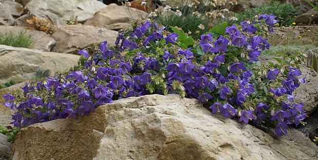 Campanula portenschlagiana - zvonek dalmatský Campanula portenschlagiana - zvonek dalmatský