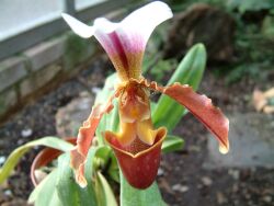 Orchideje jsou pýchou olomouckých skleníků. Patří mezi ně i střevičník Paphiopedilum.