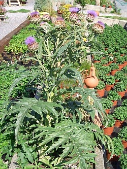 Cynara scolymus - artyčok zeleninový