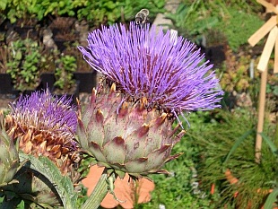 Cynara scolymus - artyčok zeleninový