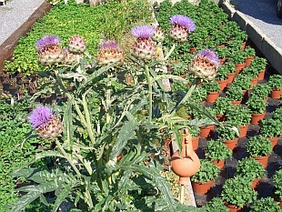 Cynara scolymus - artyčok zeleninový