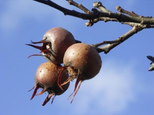 Mespilus germanica - mišpule obecná