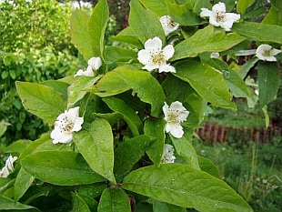 Mespilus germanica - mišpule obecná