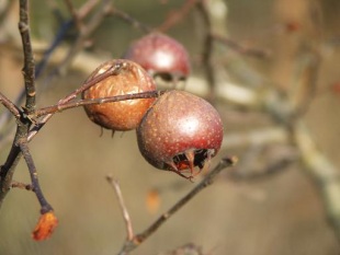 Mespilus germanica - mišpule obecná