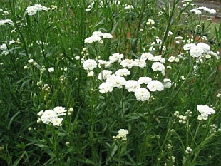 Achillea ptarmica - Sumpfgarbe, Bertramsgarbe Achillea ptarmica - Sumpfgarbe, Bertramsgarbe