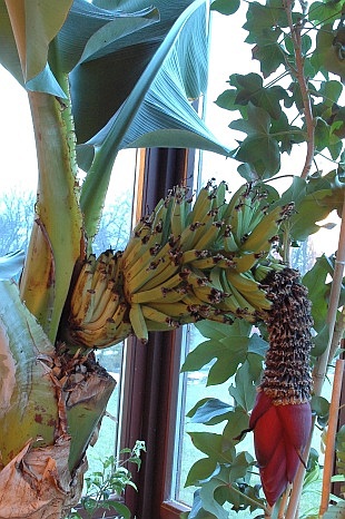 Musa - banánovník
