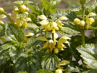 Lamium galeobdolon - hluchavka pitulník