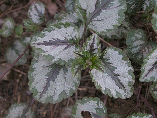 Lamium galeobdolon - hluchavka pitulník