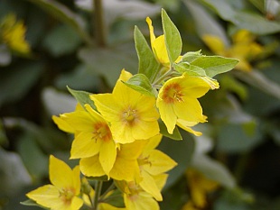 Lysimachia punctata - vrbina tečkovaná