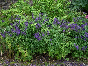 Aconitum napellus - oměj šalamounek
