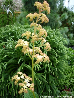 Rodgersia pinnata - rodgersie