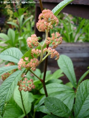 Rodgersia pinnata - rodgersie