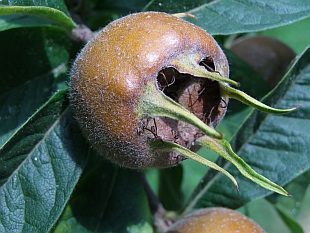 Mespilus germanica - mišpule obecná