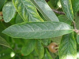 Mespilus germanica - mišpule obecná