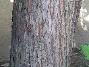 Mespilus germanica - mišpule obecná